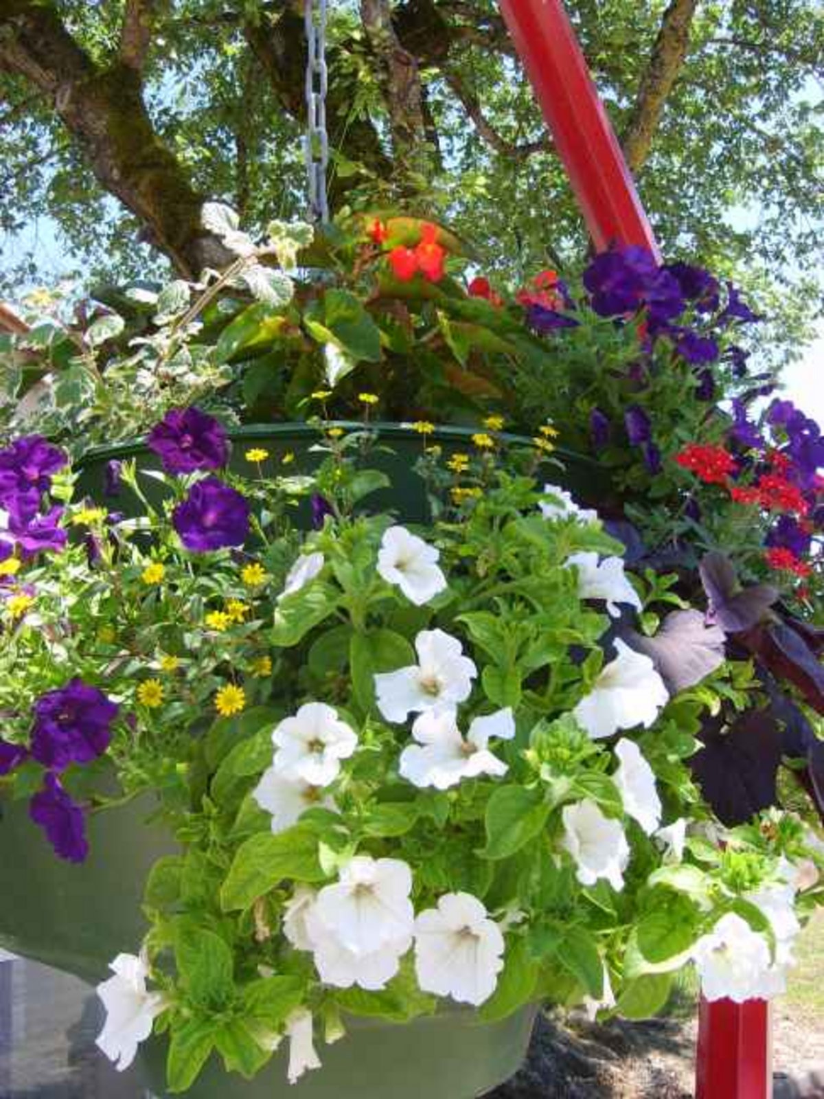 fleurs